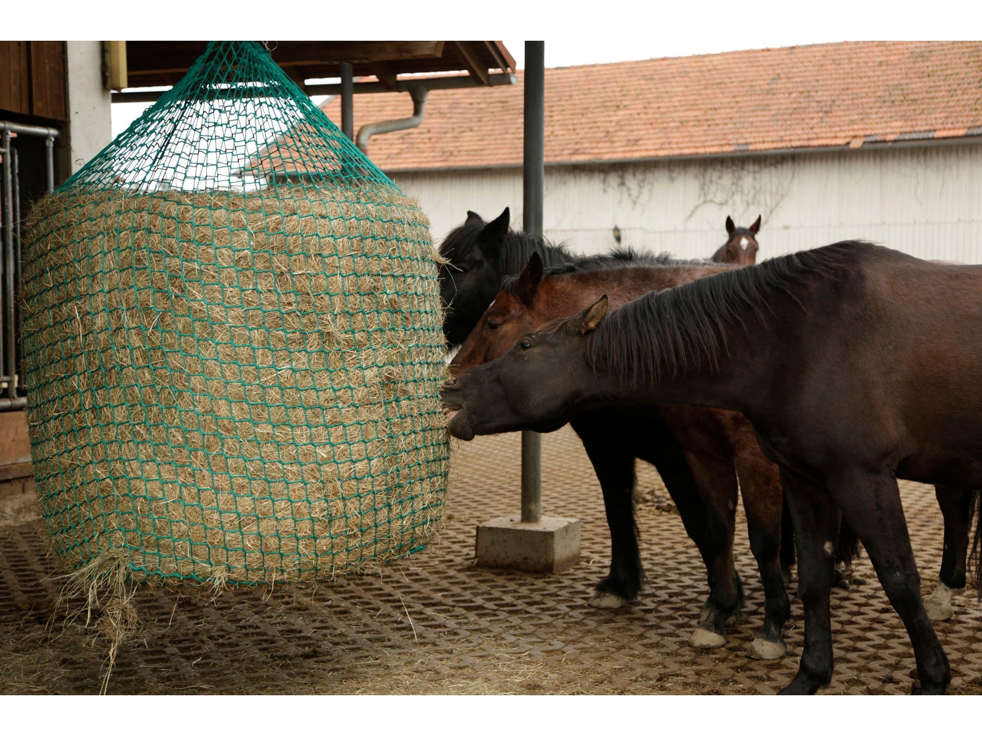 Icelandic Horse hay net for hanging round bales