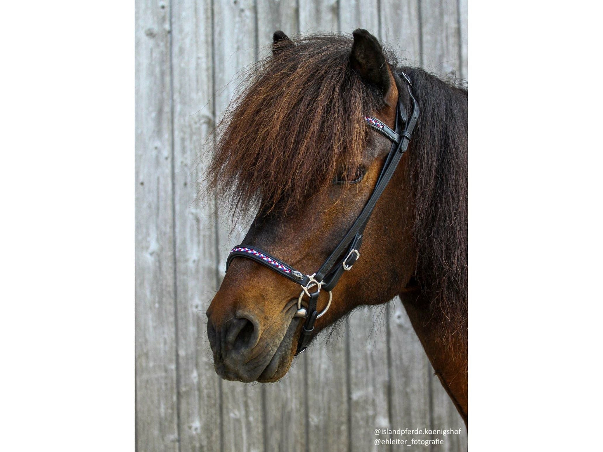 Hilbar bridle line noseband Iceland (b)