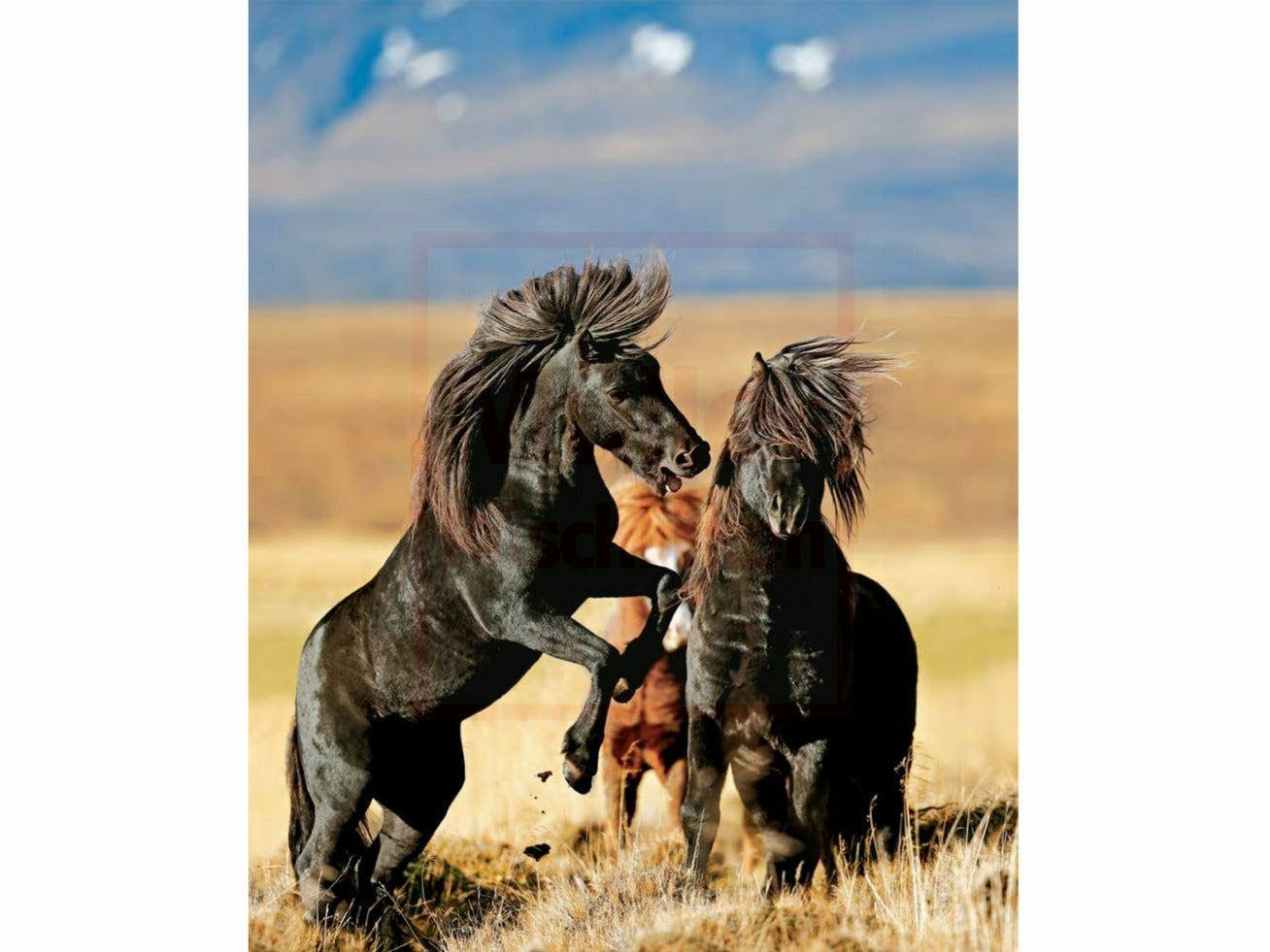 Chevaux islandais magiques - Une déclaration d'amour pour les chevaux, le pays et les gens