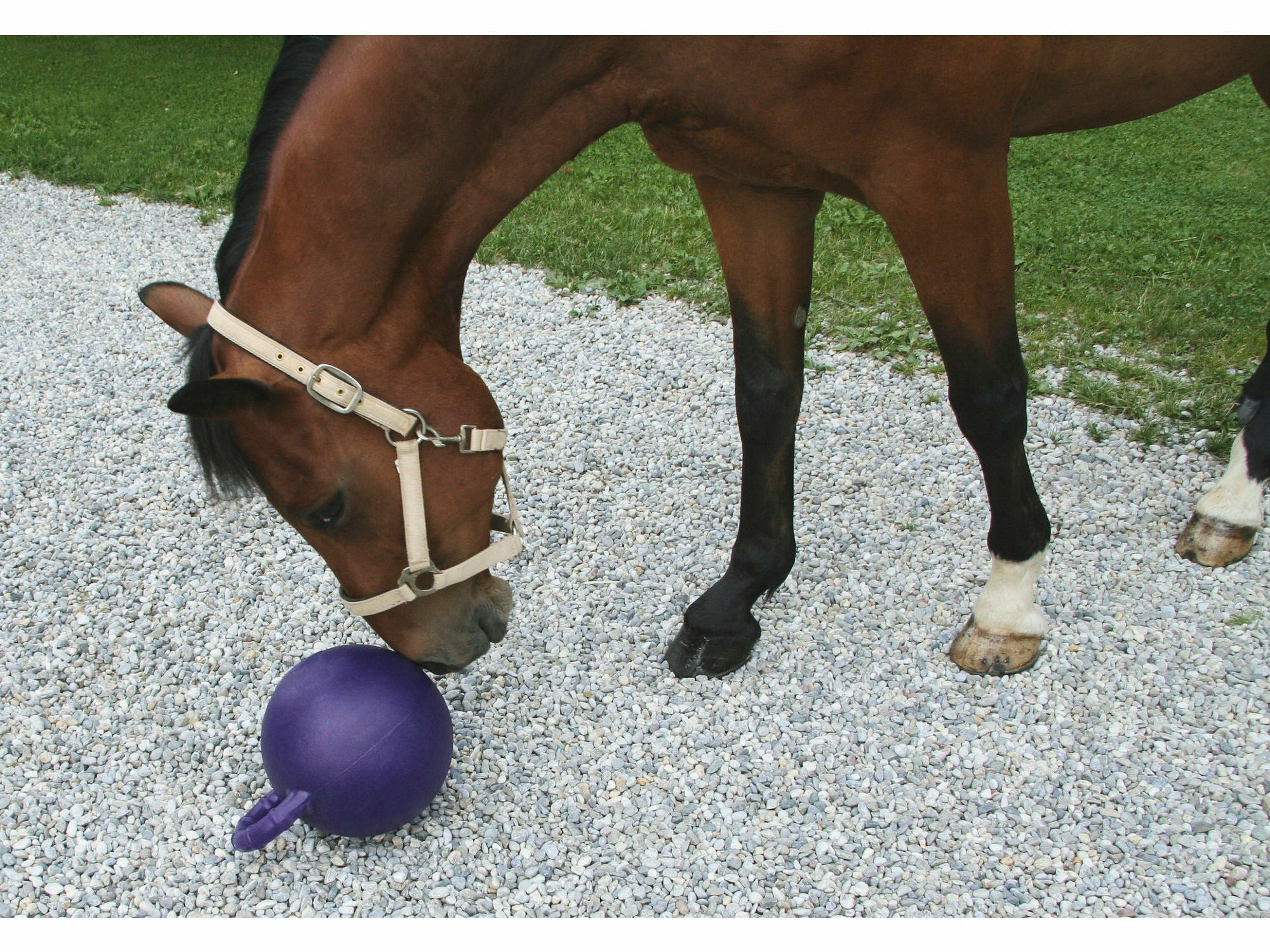 Icelandic Horse Spielball für Pferde