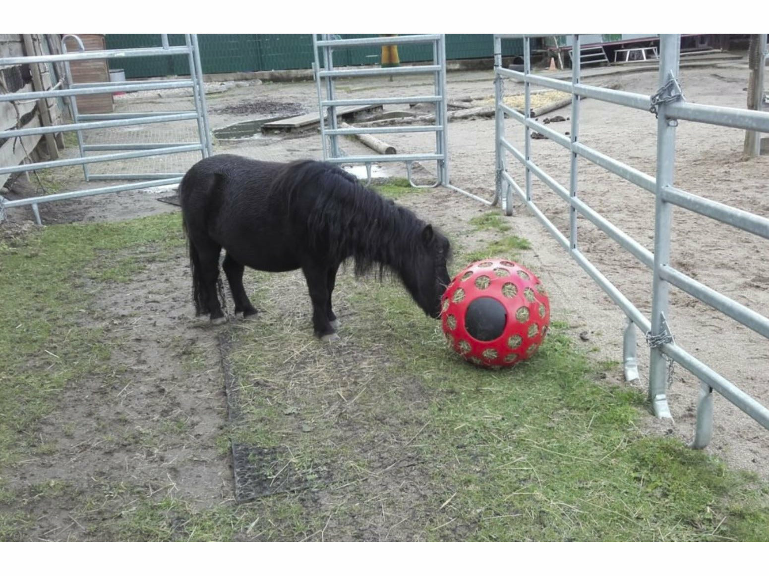 Icelandic Horse feed ball - hay ball