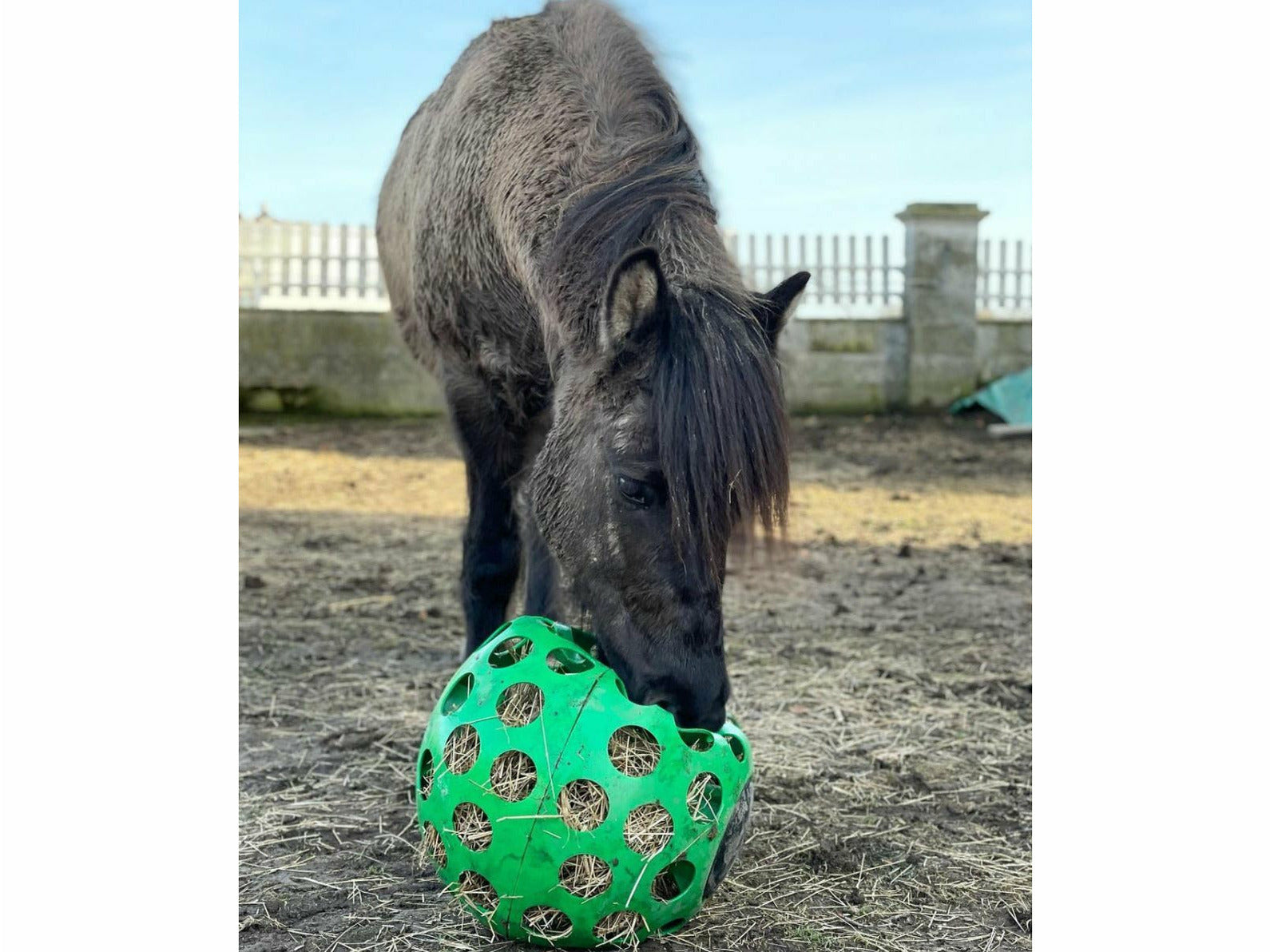 Icelandic Horse feed ball - hay ball
