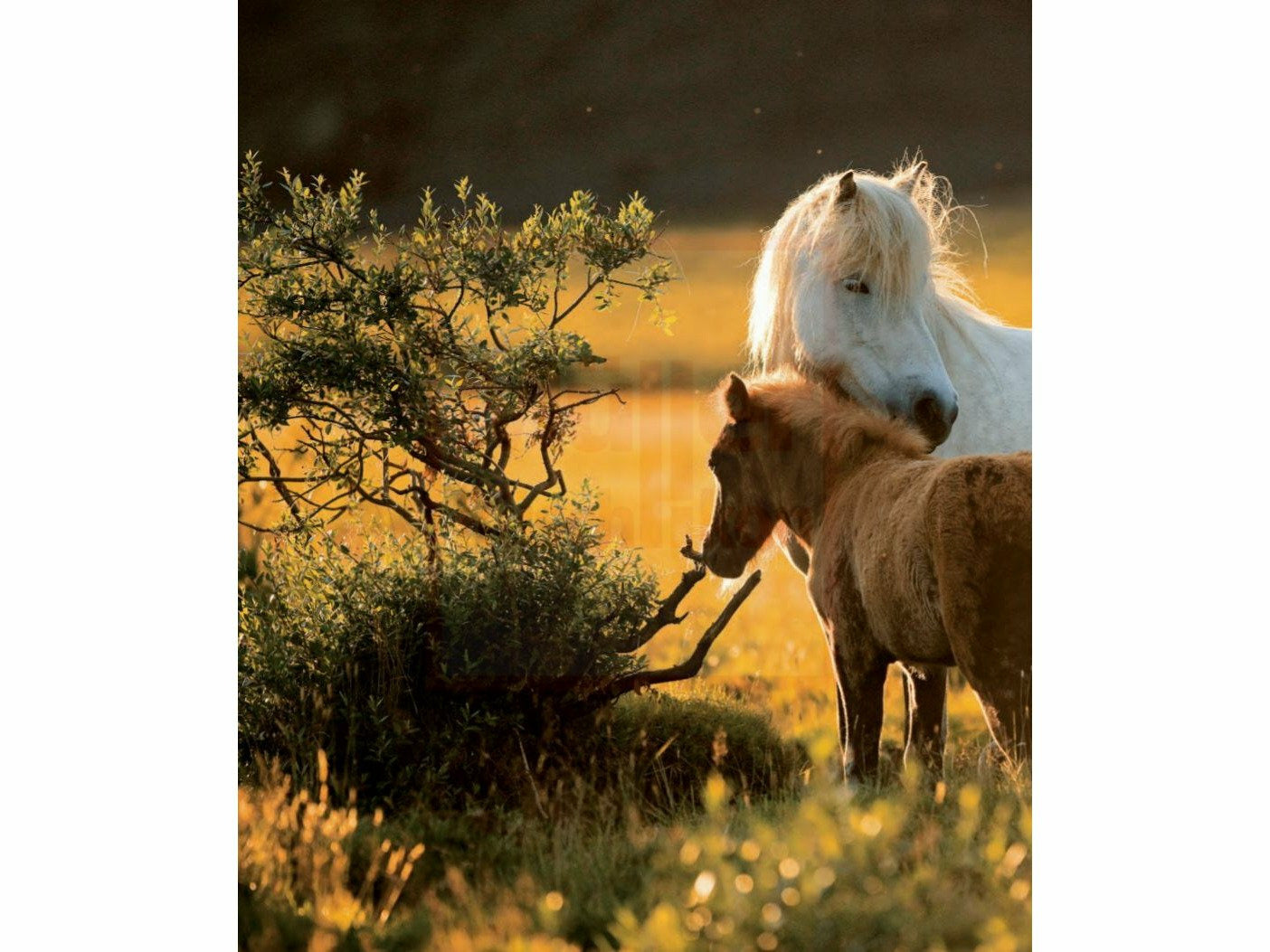 Magische Islandpferde - Eine Liebeserklärung an Pferde, Land und Leute